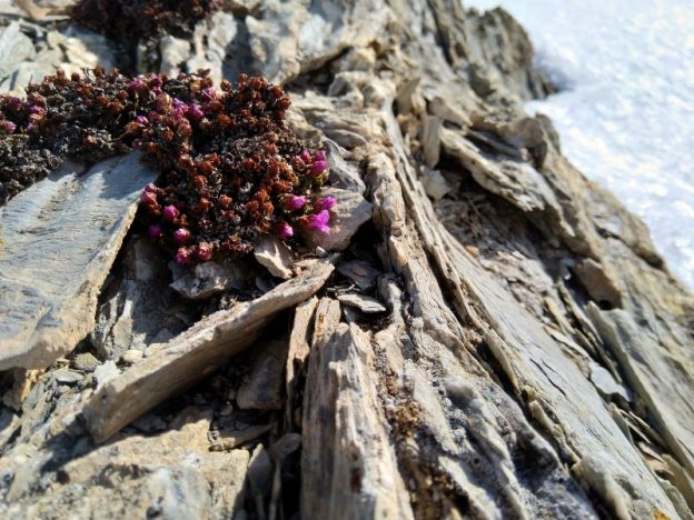 Alpine Flower Notes: Purple Saxifrage