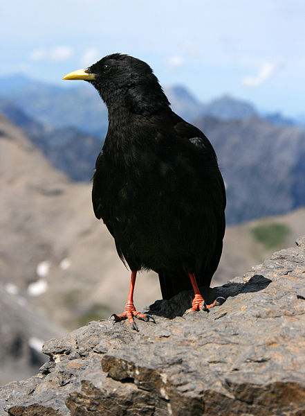 Alpine Wildlife Notes: Alpine Chough –Pyrrhocorax Graculus