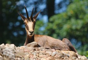 Chamois Chamois