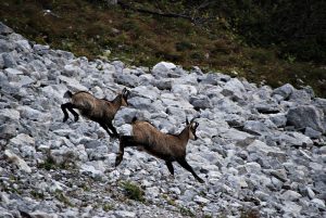 Chamois Running Chamois Running