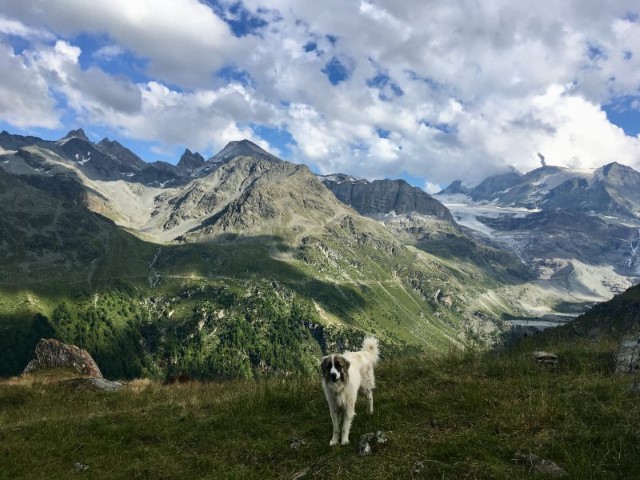 Pyreneen sheepdog near Gruben on the Haute Route
