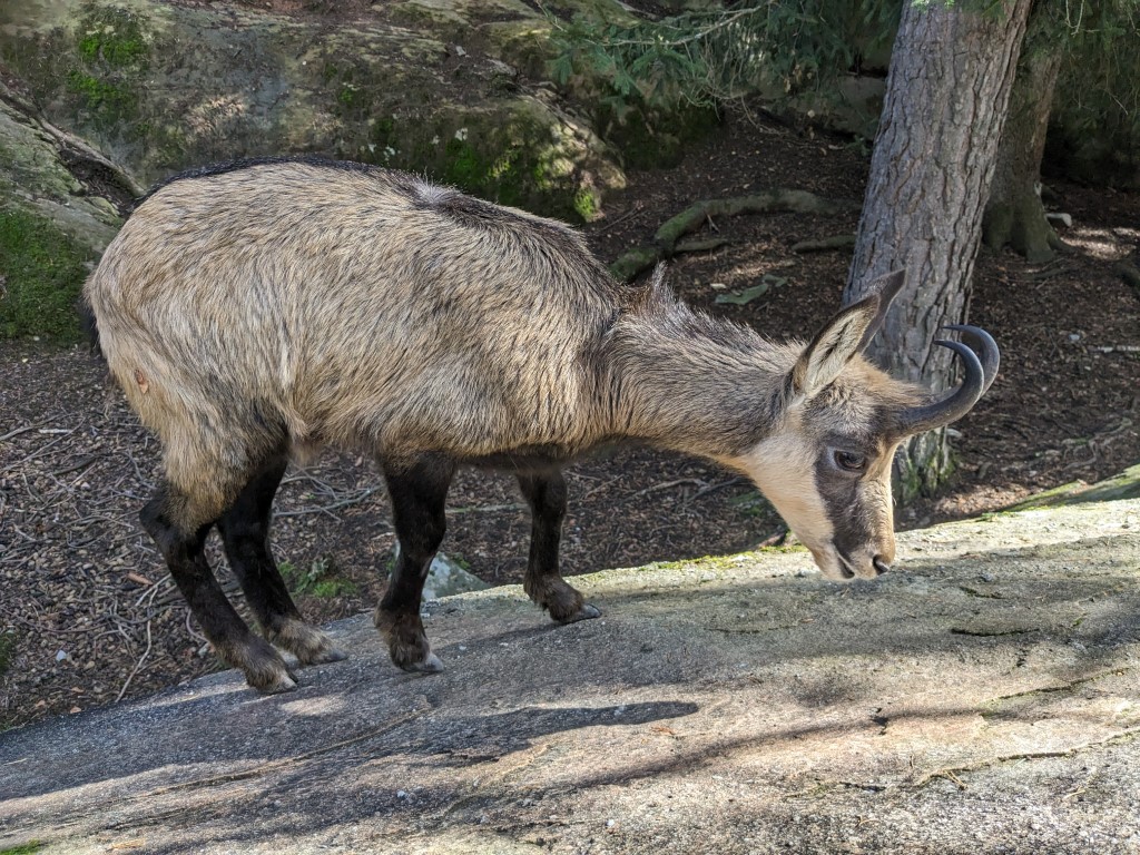 Chamois on a rock