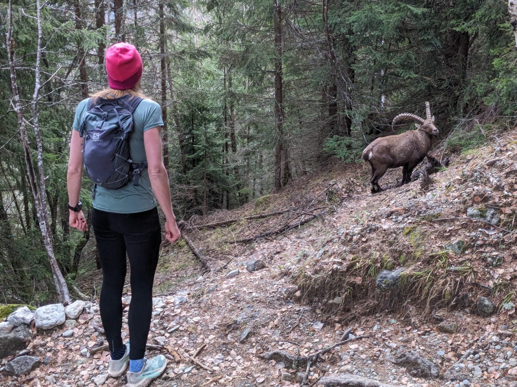 Hiker close to an ibex